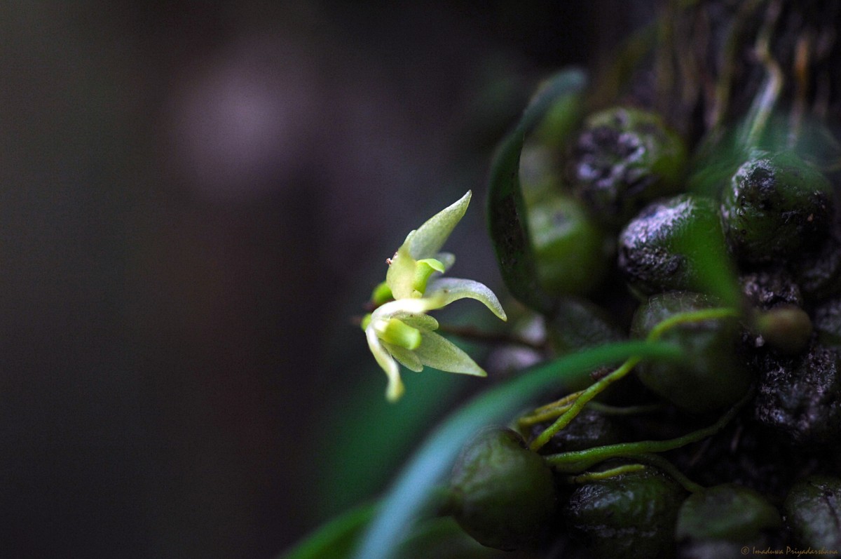Bulbophyllum maskeliyense Livera